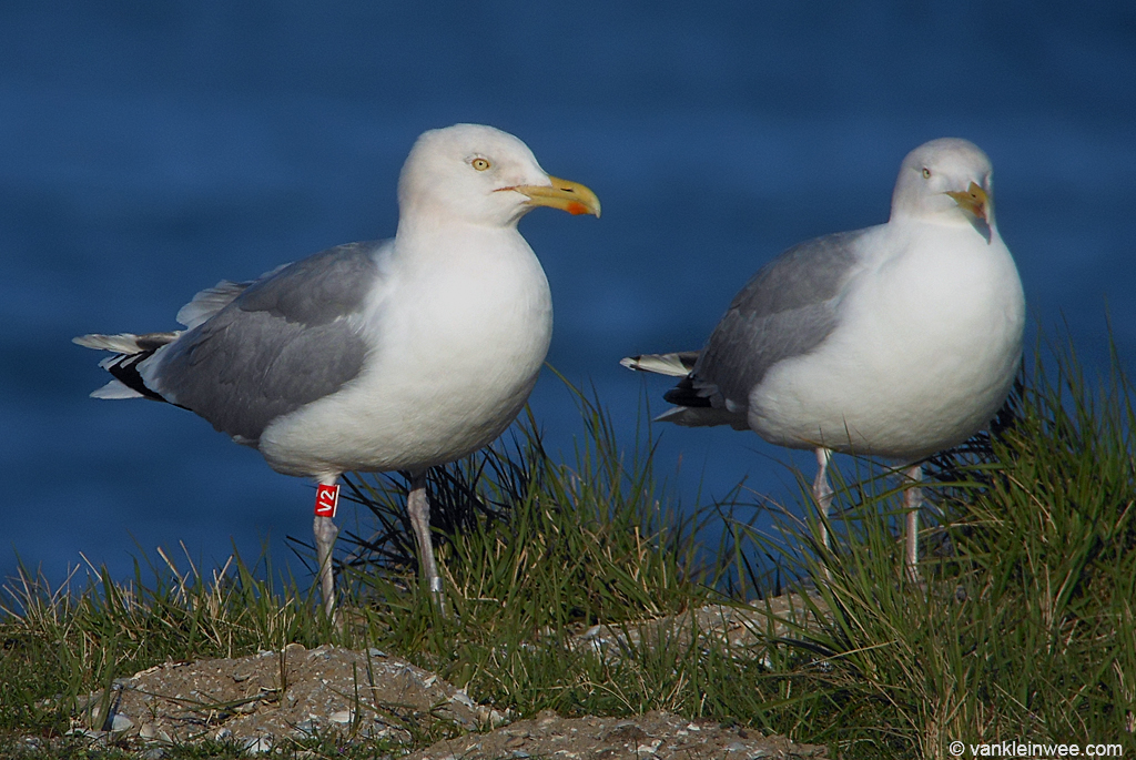 European Herring Gull, >4cy, R[V2] European Herring Gull (… Flickr