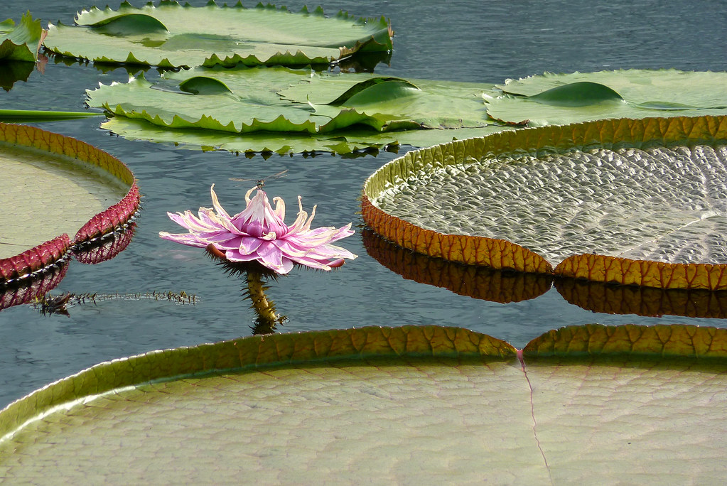 Victoria flower, 2 Victoria flowers bloom for just two day… Flickr