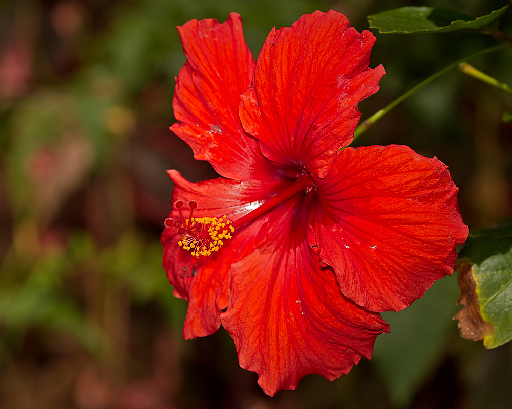 Hibiscus San Diego Zoo, San Diego, CA Dean Fleischman Flickr