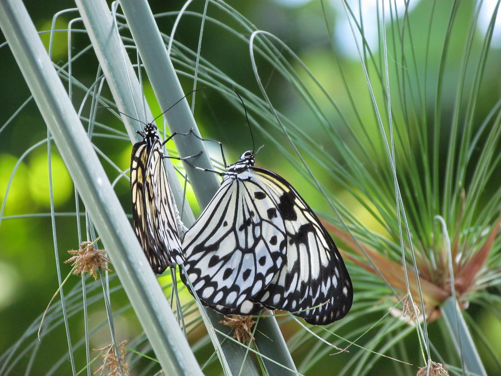 Harmony Paper Kite ButterfliesCalgary Zoo Nancy Chow Flickr