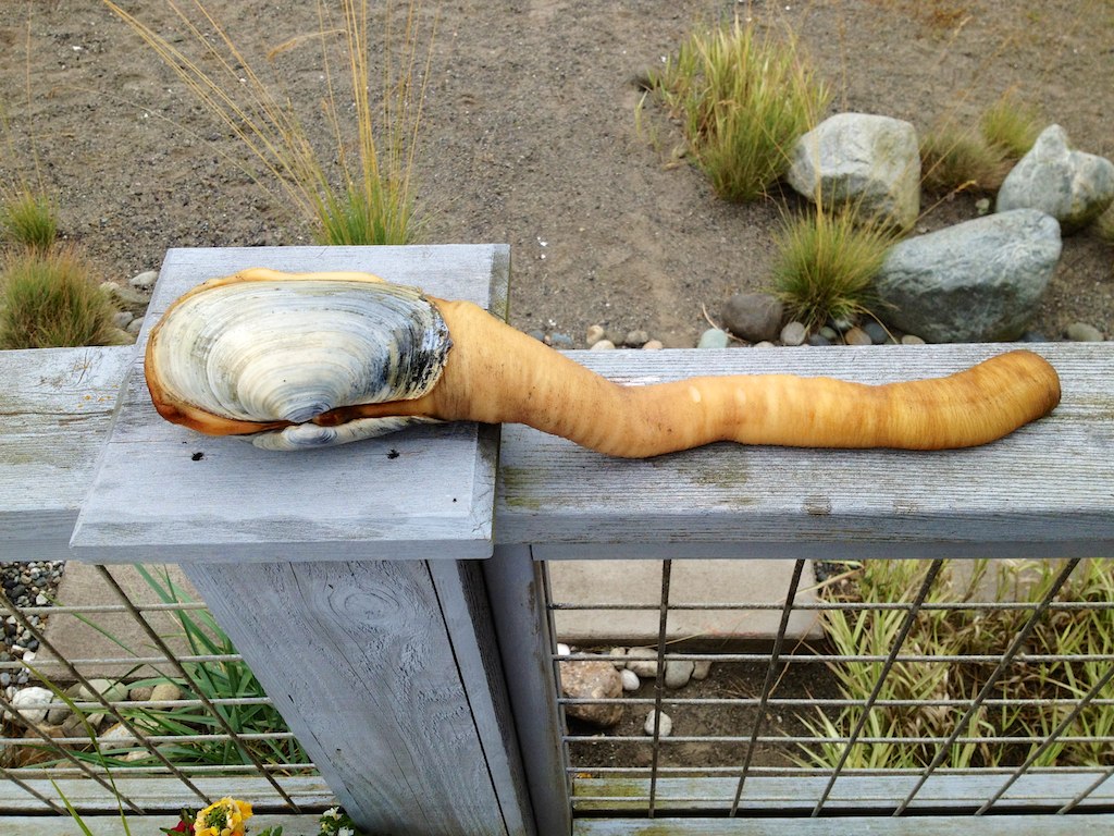 Geoducks Useless Bay jon cheng Flickr