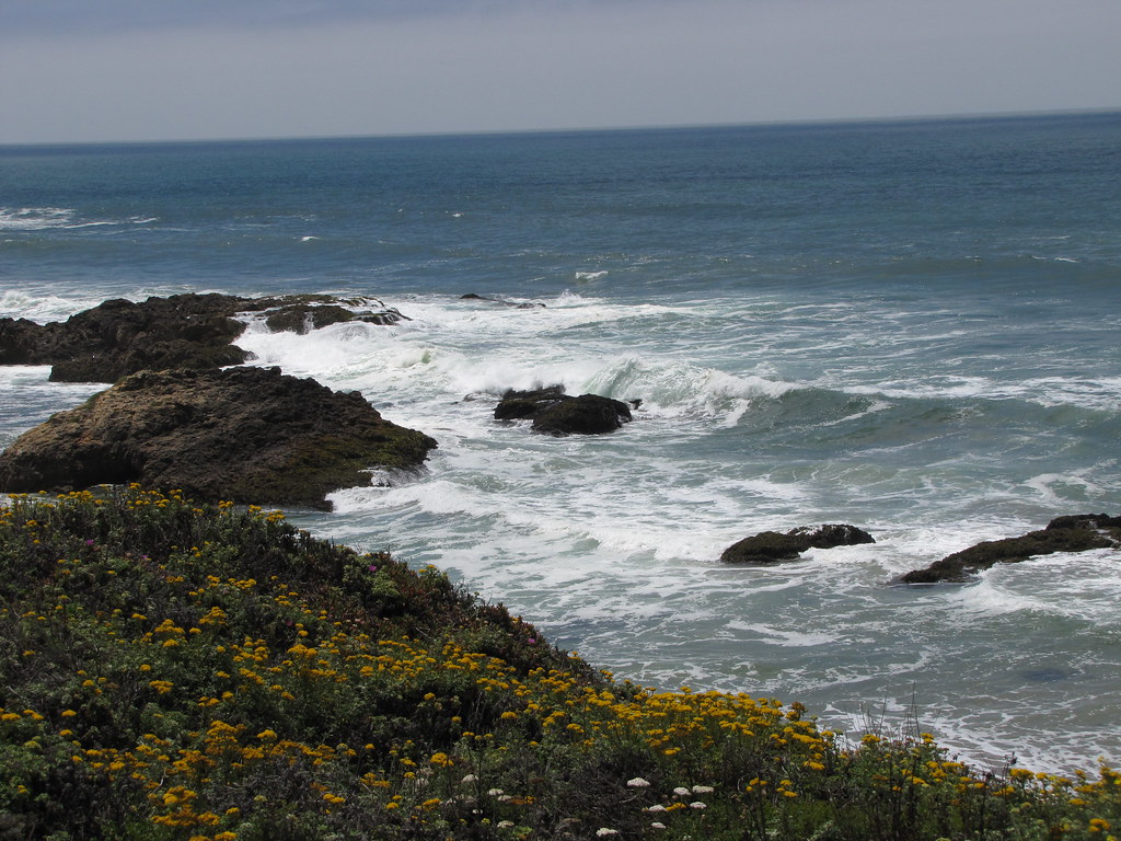 flowers, rocks and surf 2 David Leahy Flickr