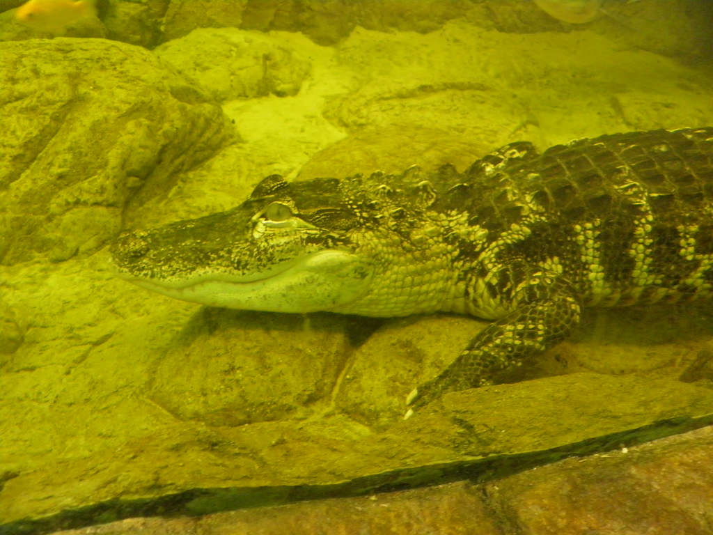 The Reptile Zoo Darthgator, the Zoo's newest resident. Bryan Flickr
