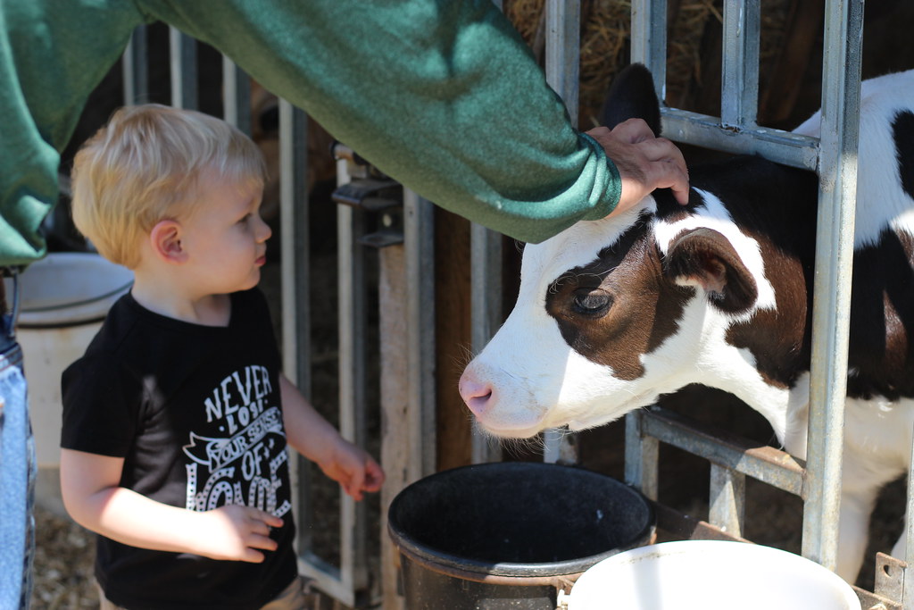 Kilby Cream Wonder Flickr