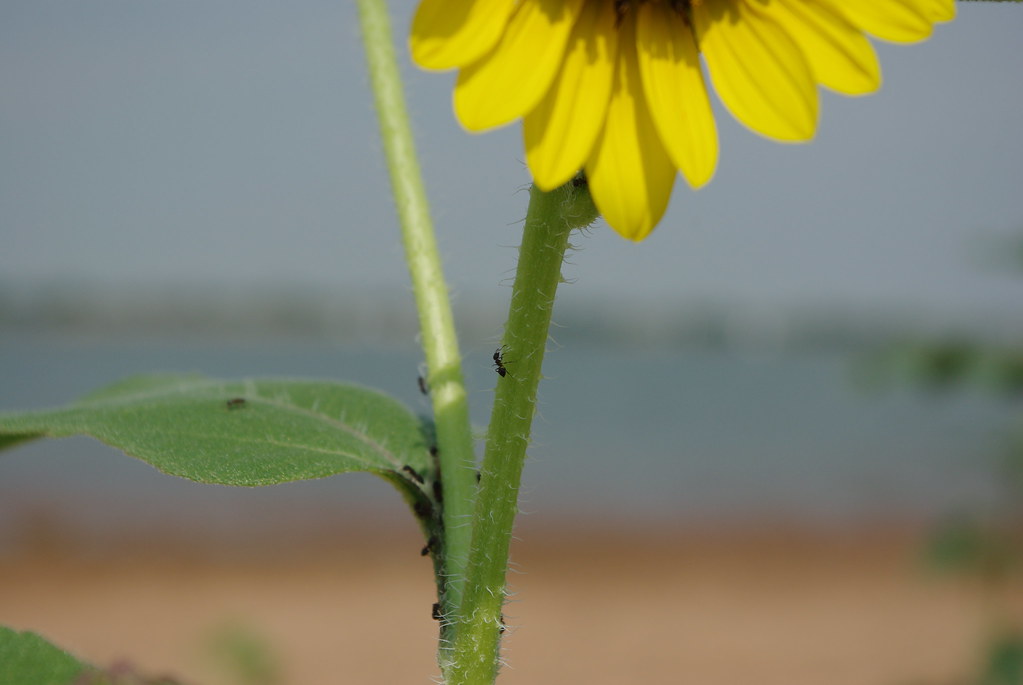 ants on a sunflower stem Dena Norman Flickr