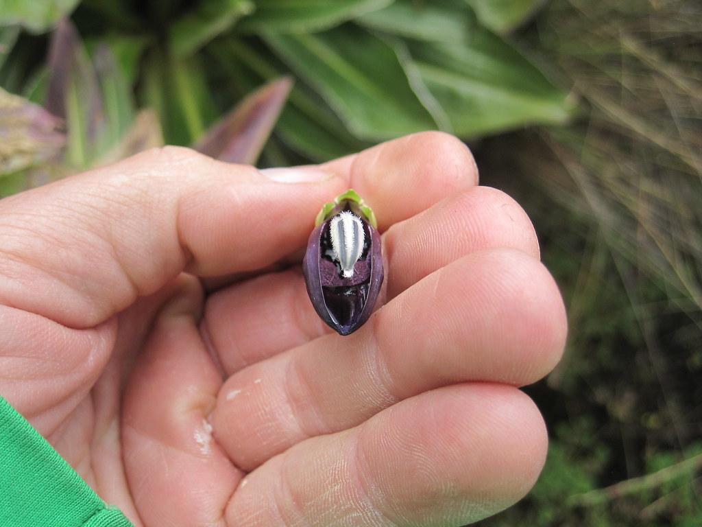 Lobelia deckenii ssp. keniensis Juniperus_scopulorum Flickr