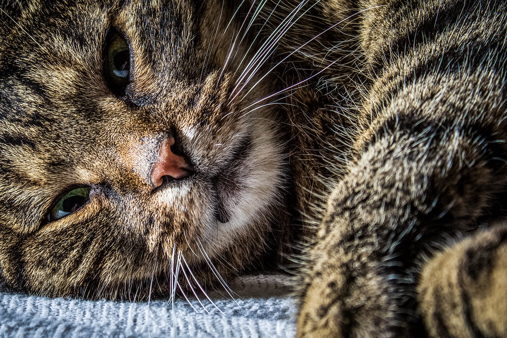 Katze müsste man sein Gestern erhielt ich ein Paket