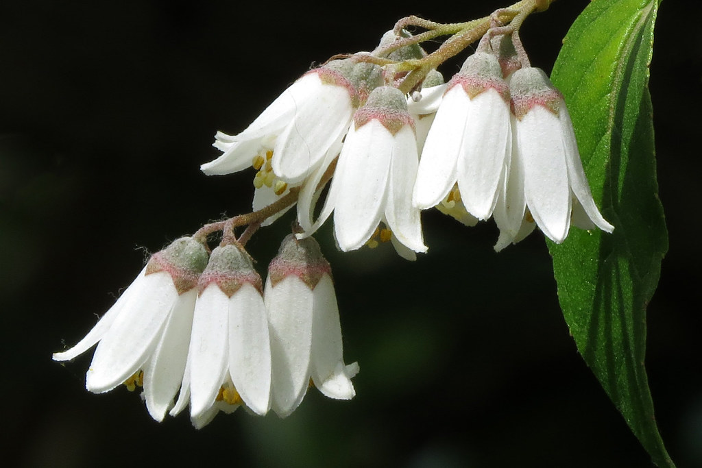 Small white hanging flowers in San Francisco's Garden for … Flickr