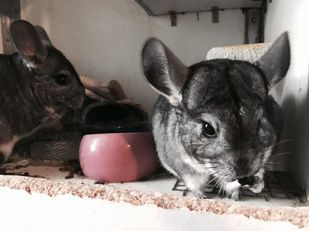 Chinchillas will have their raisins vermilionink Flickr
