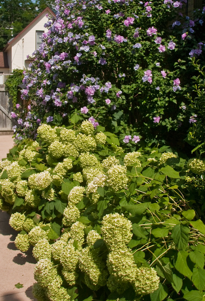 The Backyard, Preston, Ontario. Rose of Sharon and Hydrang… Flickr