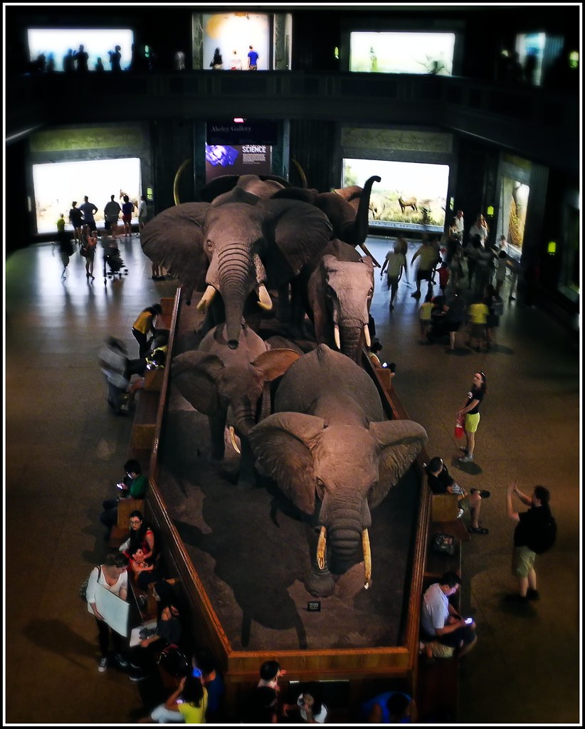 Akeley Hall of African Mammals New York City pro tempore Flickr