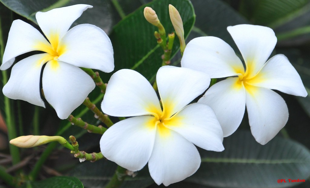 White Plumeria Bloom and Buds P. L. Tandon Flickr