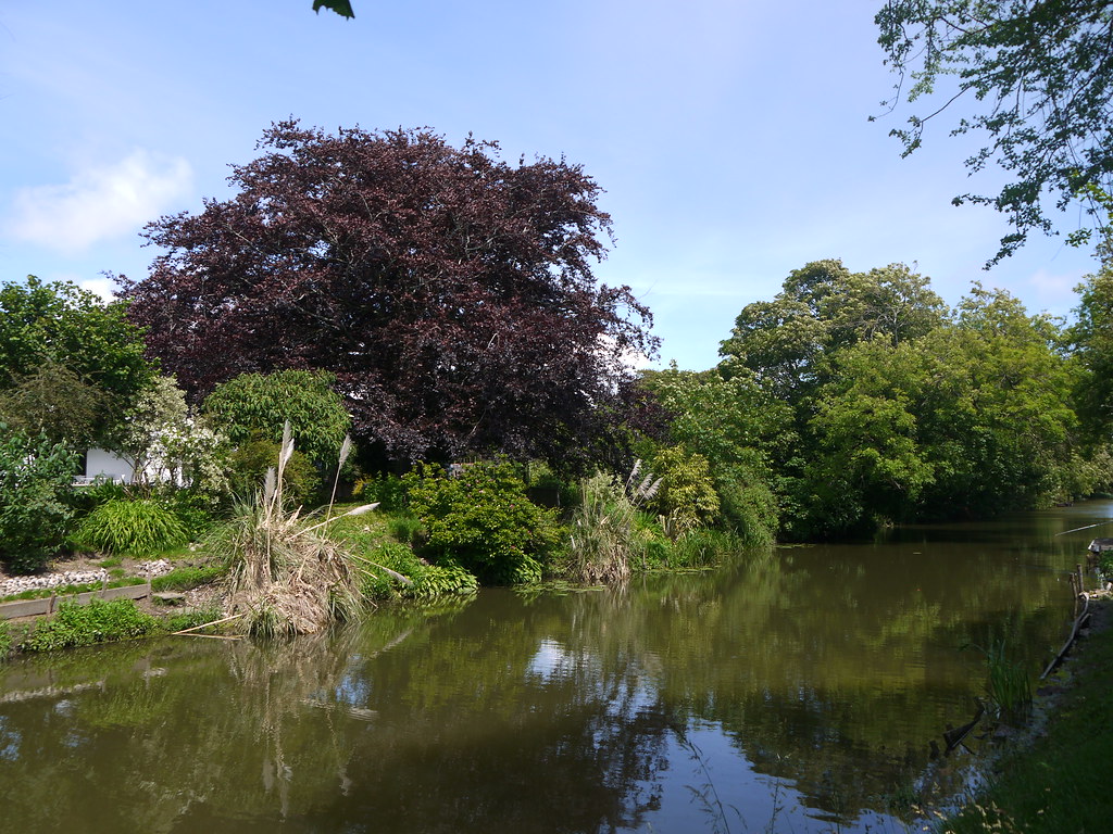 Copper Beech Copper Beeches are ornamental varieties of th… Flickr