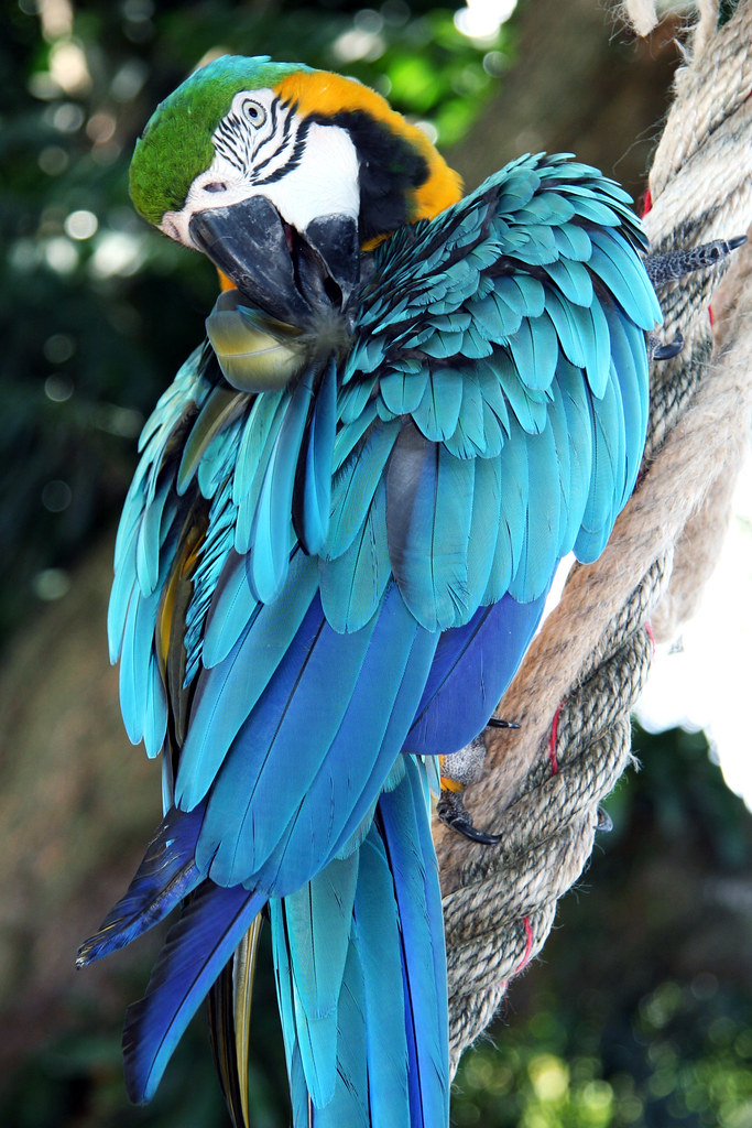 Perroquet II Guadeloupe Tibout Flickr