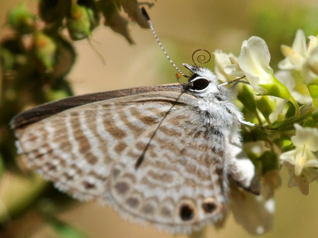 Marine Blue (Leptotes marina) butterfly making loops on Wh… Flickr
