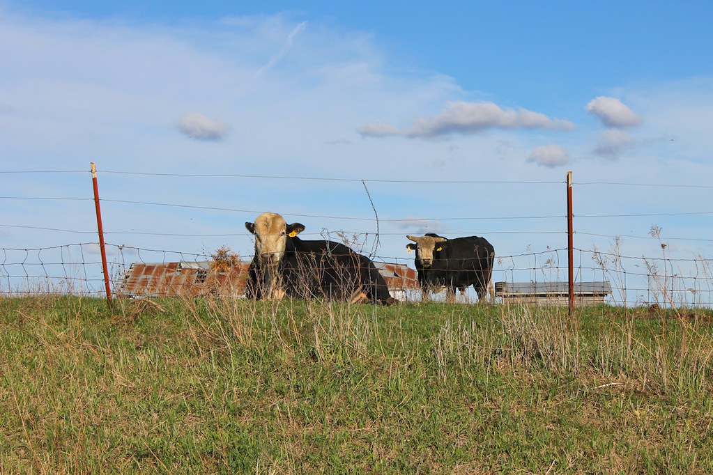 IMG_0308 Lamoni, Iowa Melissa Johnson Flickr