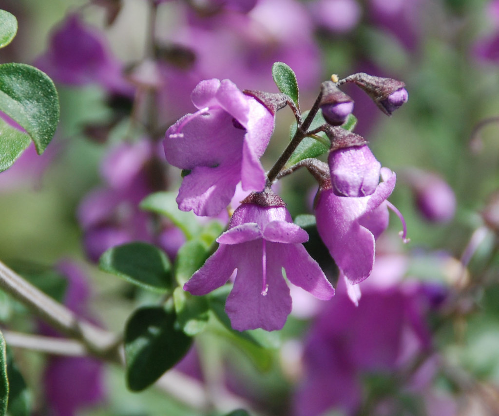 Leucophyllum laevigatum Chihuahan Sage, Cenizo, Plant Scie… Flickr