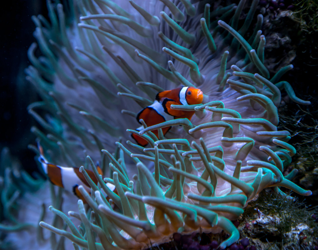 Clownfish Clownfish in the aquarium at Chester Zoo