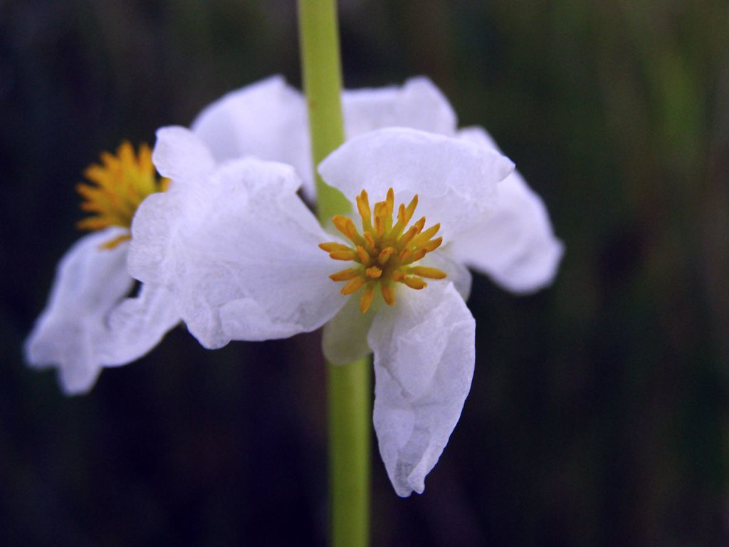 2012_0807Arrowhead0002 Black Lake, Porter, Maine. Common A… Flickr