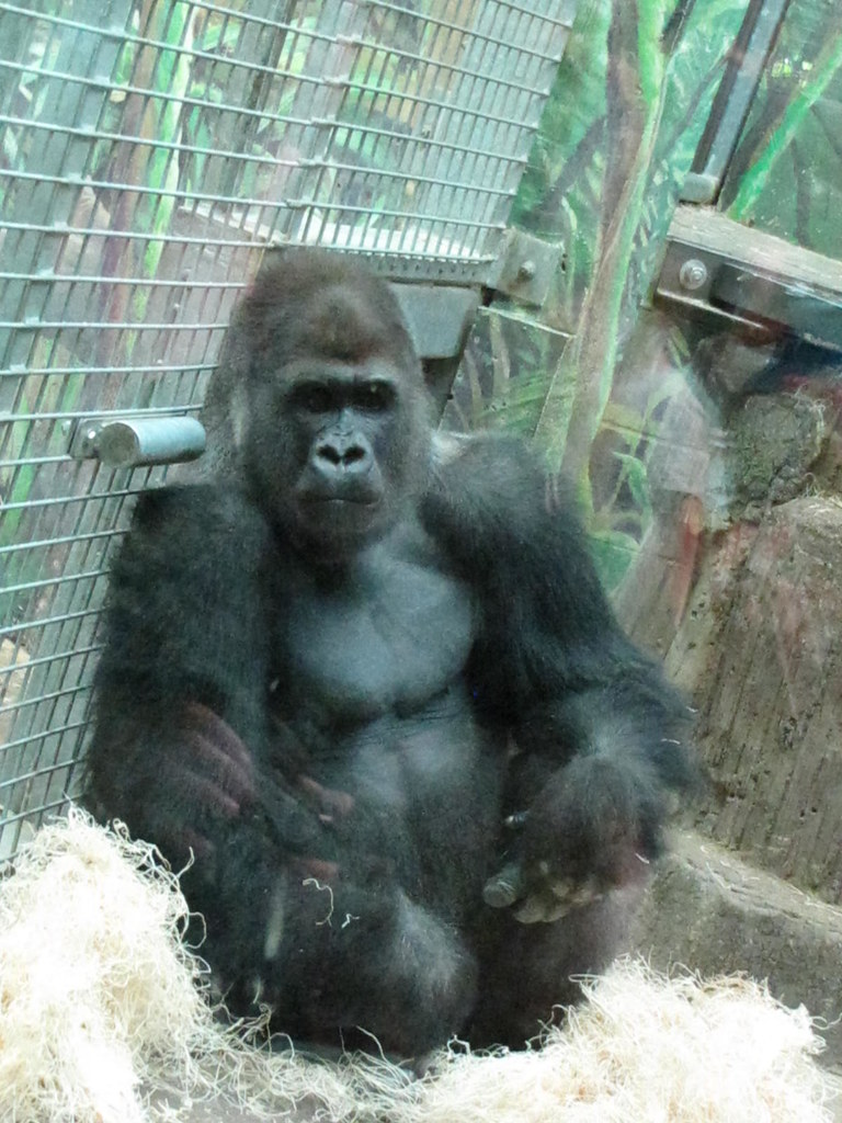 Columbus Zoo Company Picnic 81812 639 foodbyfax Flickr
