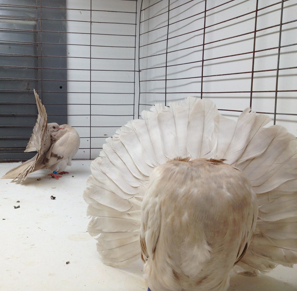 Fantail pigeon routine Two fantail pigeons practice their … Flickr