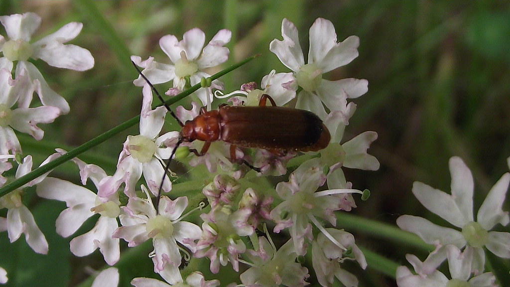 Red Soldier Beetles Victoria McGivern Flickr