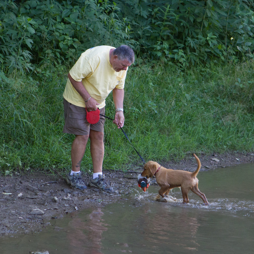 Dog Training Gilford Nh at Shirley Campbell blog