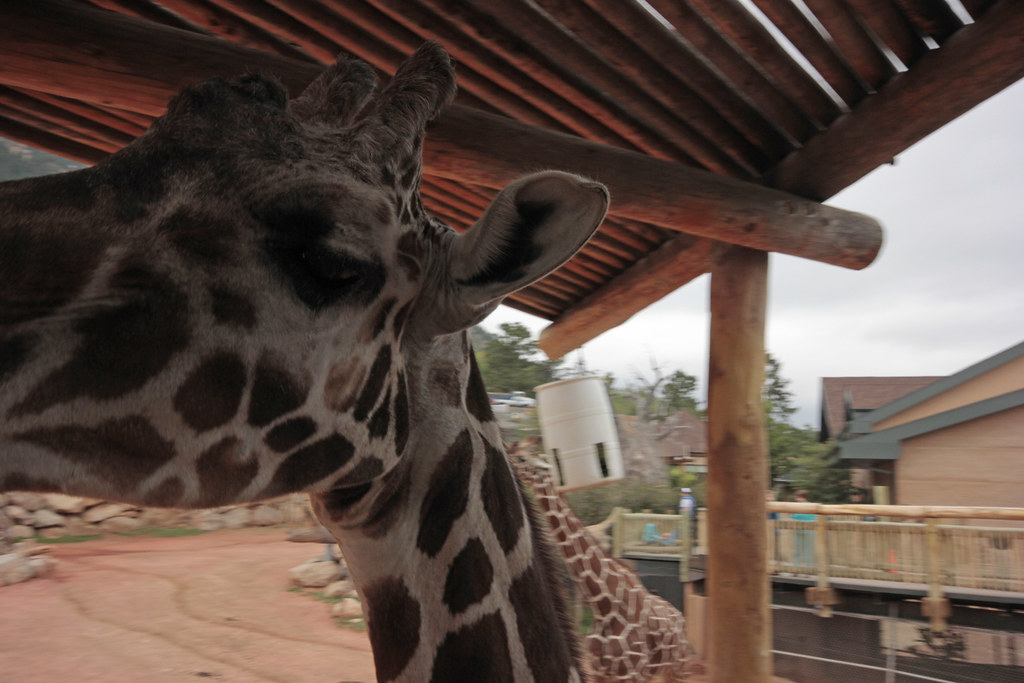 _MG_4352 The giraffes at Cheyenne Mountain Zoo. Colorado S… Flickr