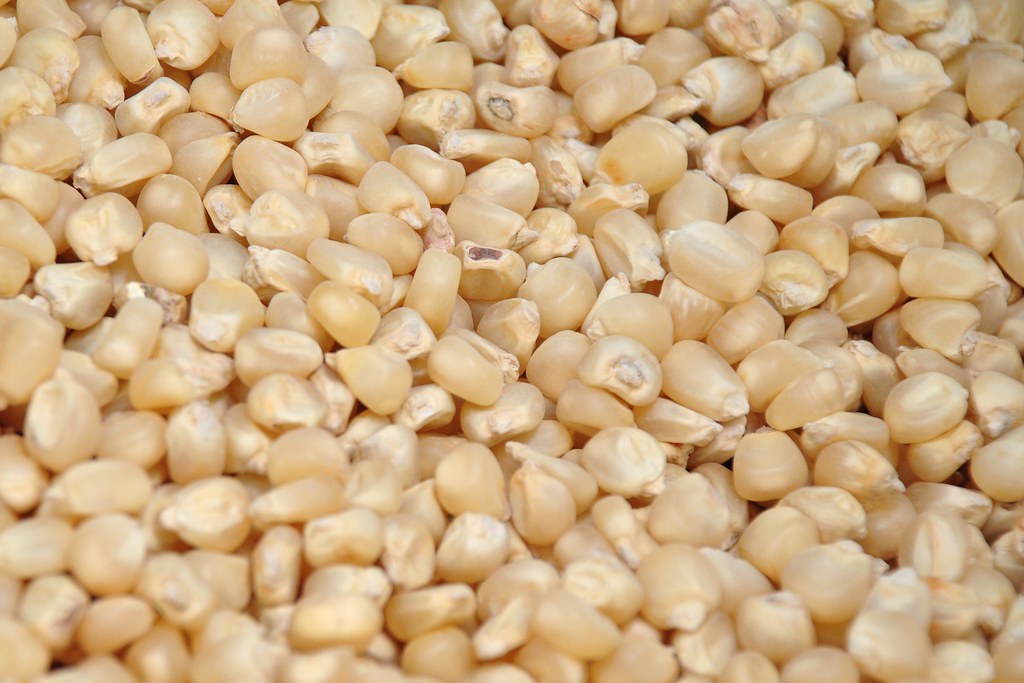 Quality control produces clean maize seed at small seed co… Flickr