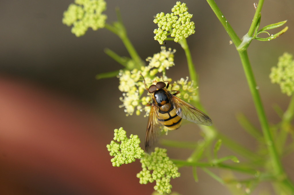 Unidentified hovertype fly on parsley flower Petroselinum… Alwyn