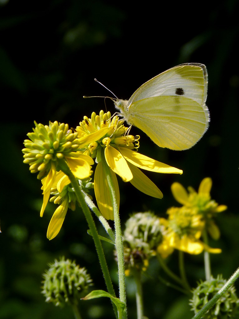 Cabbage White Dendroica cerulea Flickr