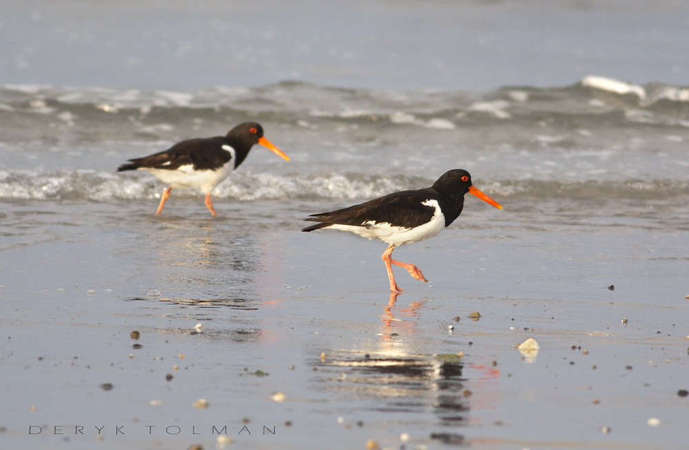 Oystercatchers A pair of oystercatchers feeding in St. Oue… Flickr