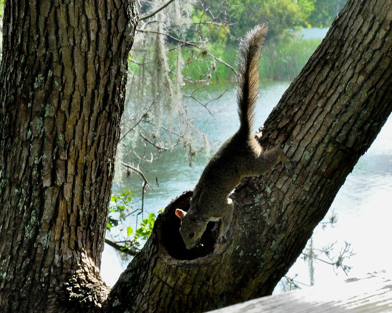 Peterson Park, Lakeland, Florida Flickr