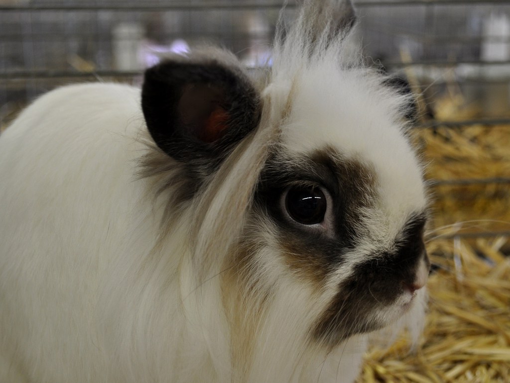 Lion Mane Rabbit Lorain County Fair, Wellington Ohio Randy Brown