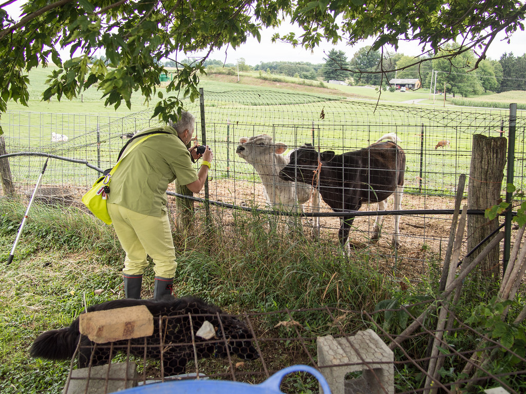 Breezy Hill Farm Edsel Little Flickr