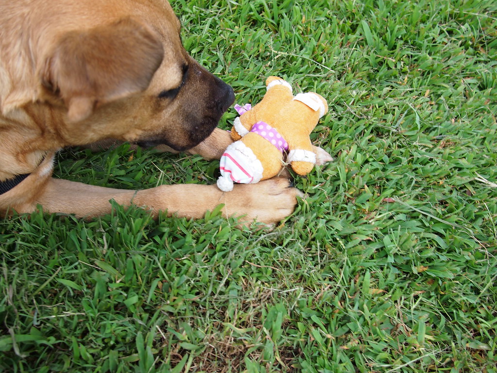 Tanner TANNER is a handsome Great Dane/Mastiff mix who’s