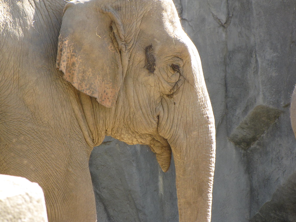 Columbus Zoo Company Picnic 81812 039 foodbyfax Flickr