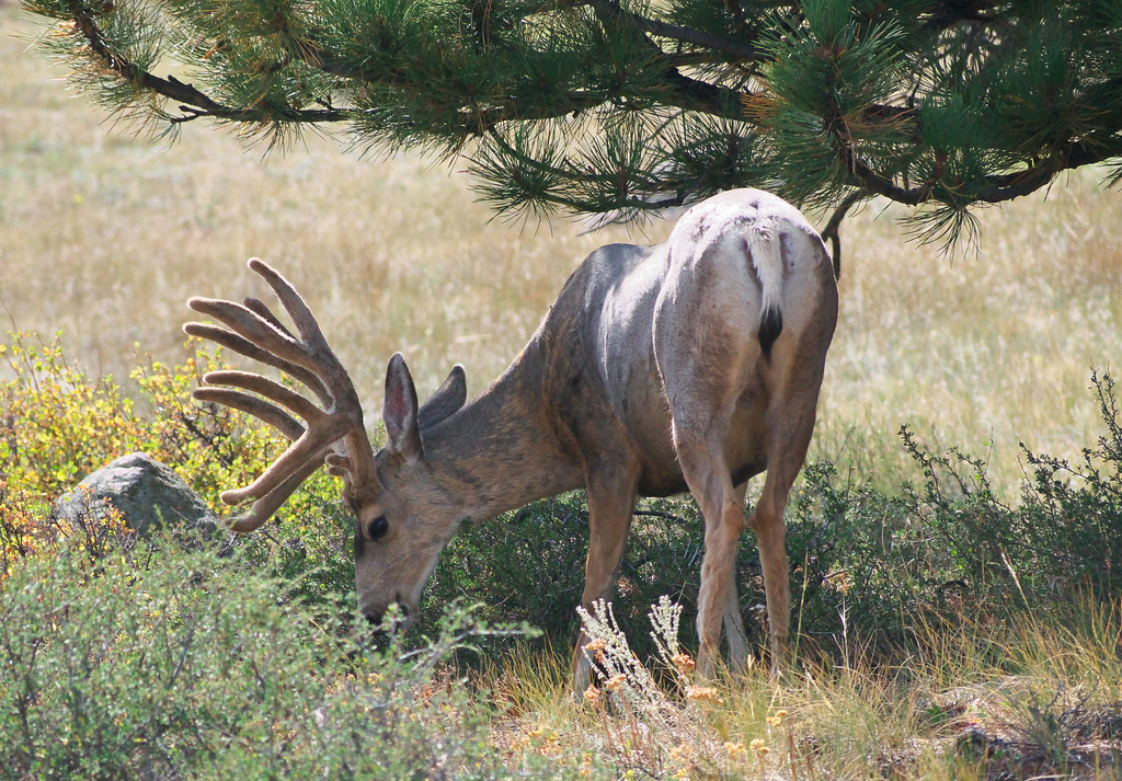 Mule Deer Buck in Velvet My "Most Interesting" shots on fl… Flickr