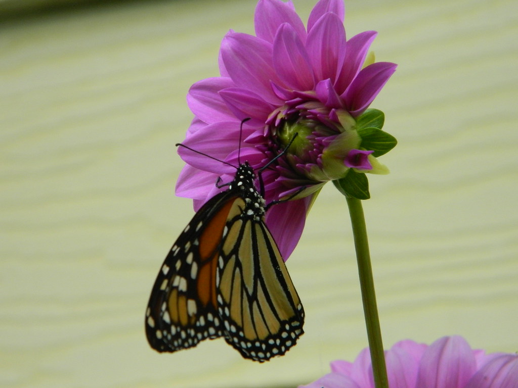 Butterfly Fly Away Carterpillar in the tree, how you wonde… Flickr