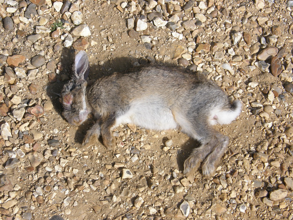 Dying rabbit with myxomatosis Keyhaven Marshes, Hampshir… Flickr