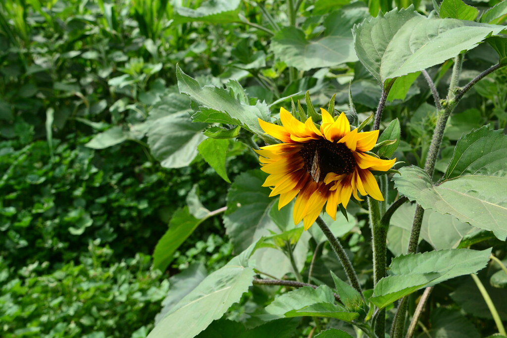 First Sunflowers are blooming September 4, 2012 Suzie's Farm Flickr