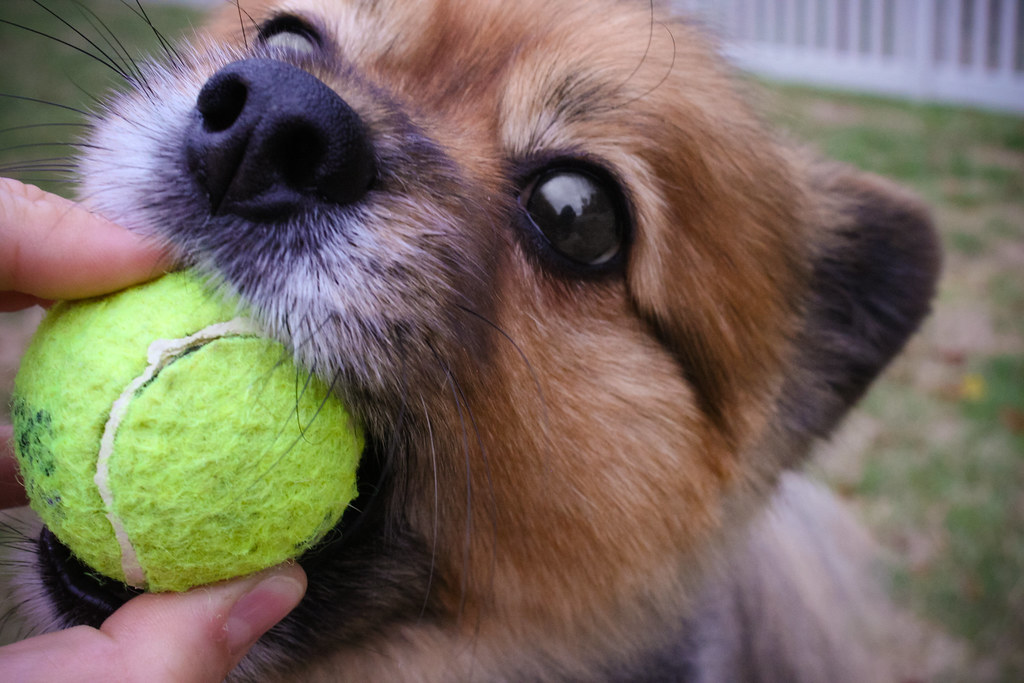 MY BALL This dog is OBSESSED with playing ball. He will dr… Flickr