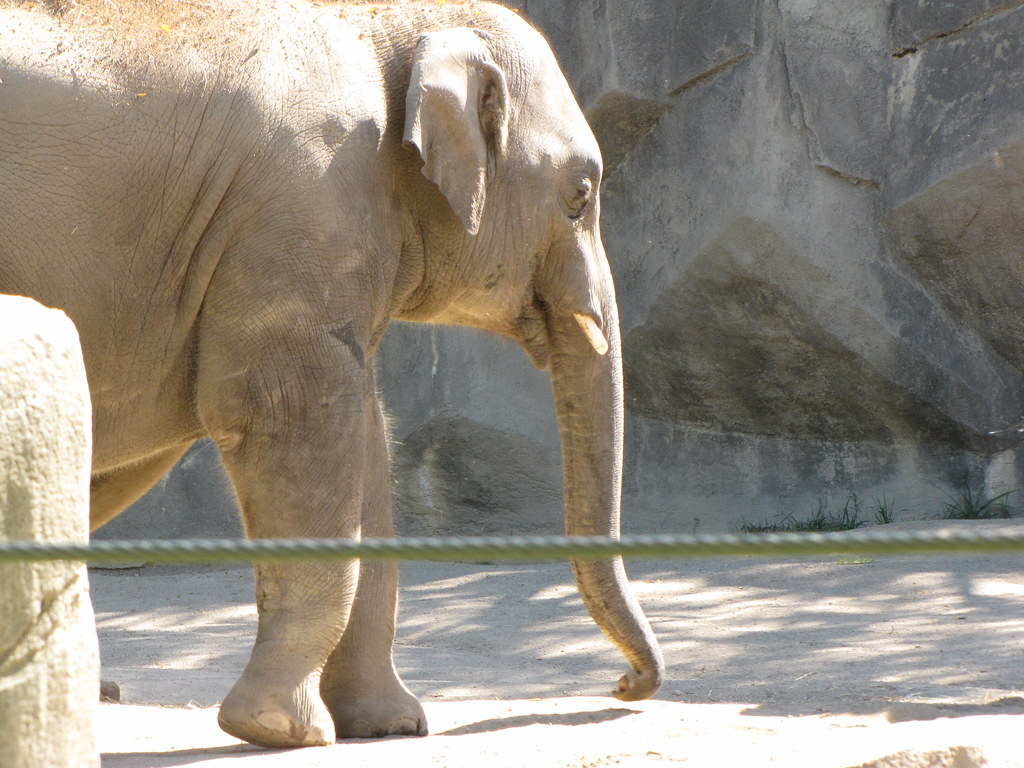 Columbus Zoo Company Picnic 81812 042 foodbyfax Flickr