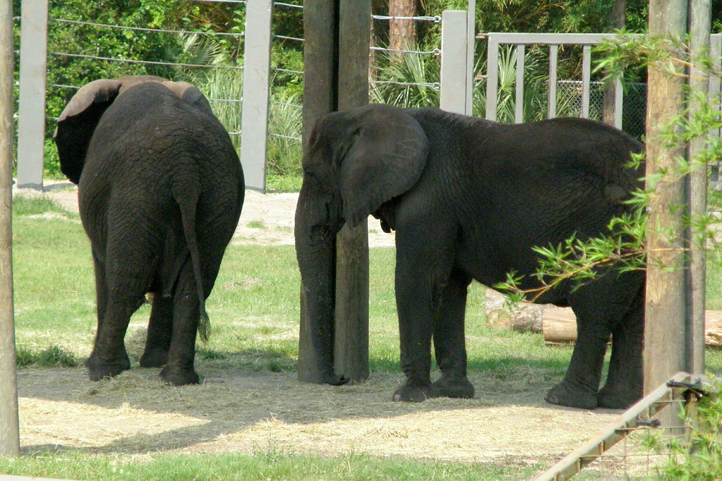 Jacksonville Zoo Jacksonville Zoo Elephants Jack Flickr