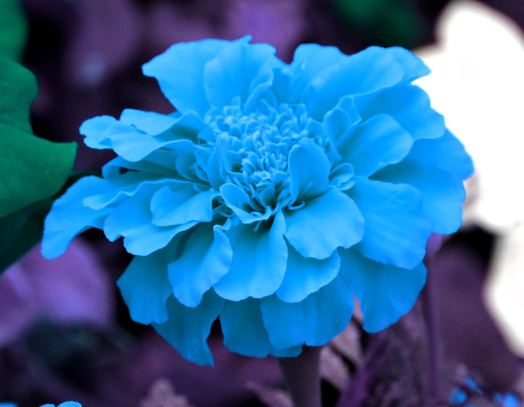 Kentlands, Flowers IMG_3095 A July 11, 2012 photowalk thro… Flickr