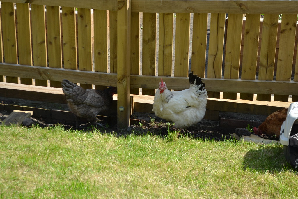 Chickens! Fuse Youth Cafe Flickr