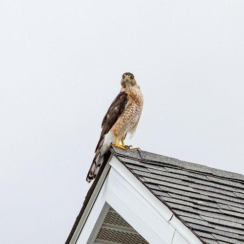 Rooftop Hawk Going out to look for birds and this guy land… Flickr