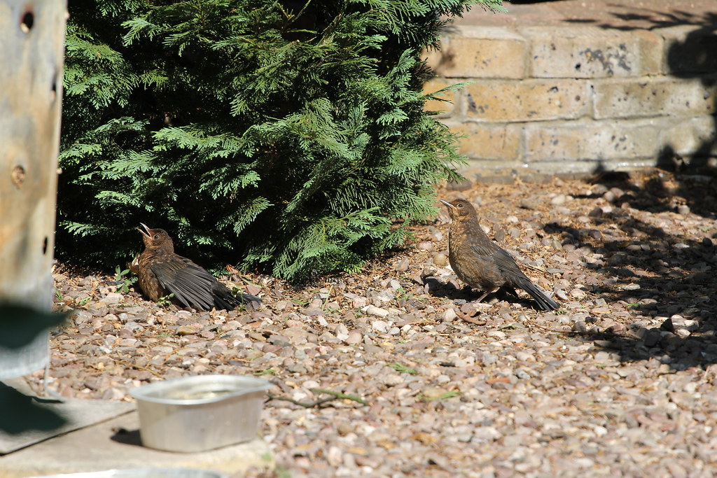 Sunbathing Young blackbirds taking advantage of the sun an… Flickr