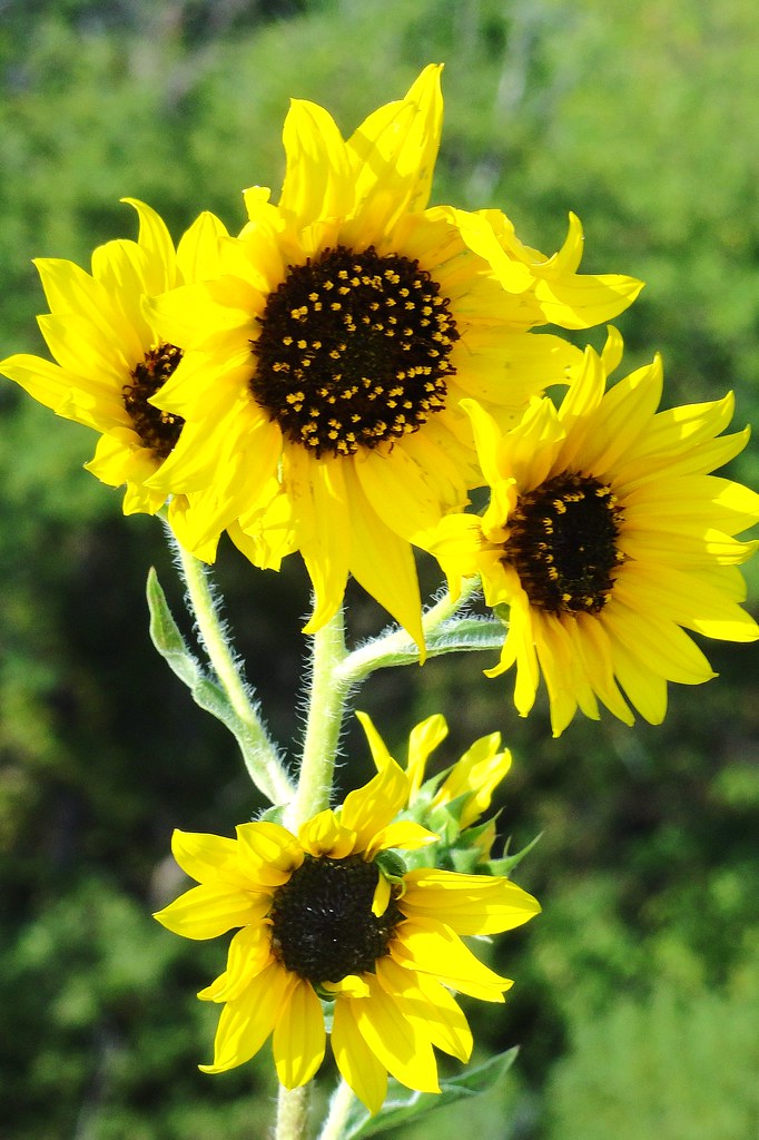 Sunflowers Microsoft Windows Live Photo Gallery14.0.8117.4… Brent