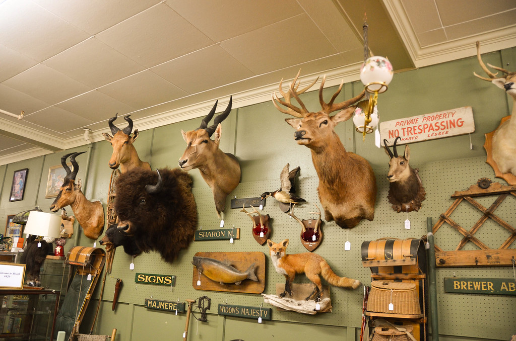 Mounted Animal Head